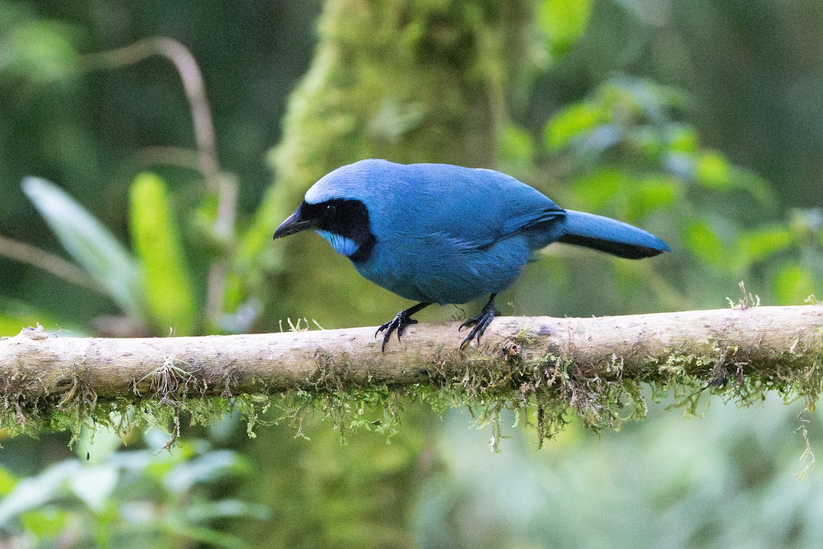 Turquoise Jay - ML642765930