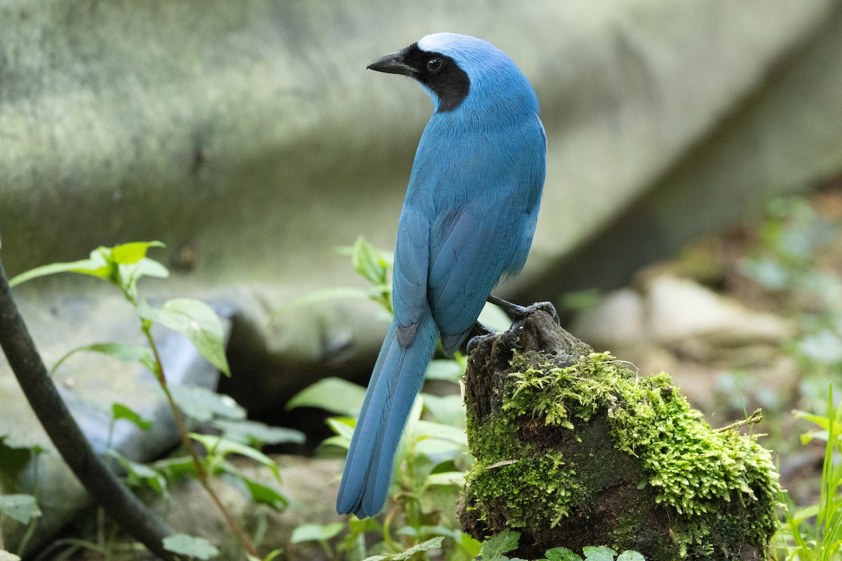 Turquoise Jay - ML642765931
