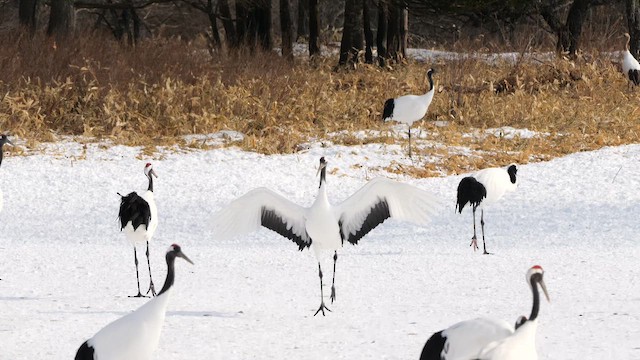 Red-crowned Crane - ML642765935