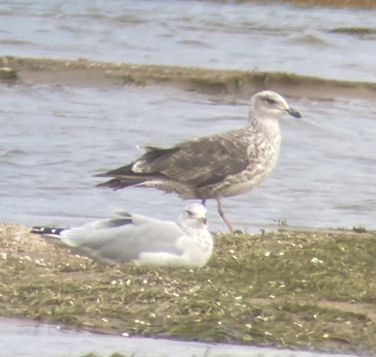Lesser Black-backed Gull - ML642765940
