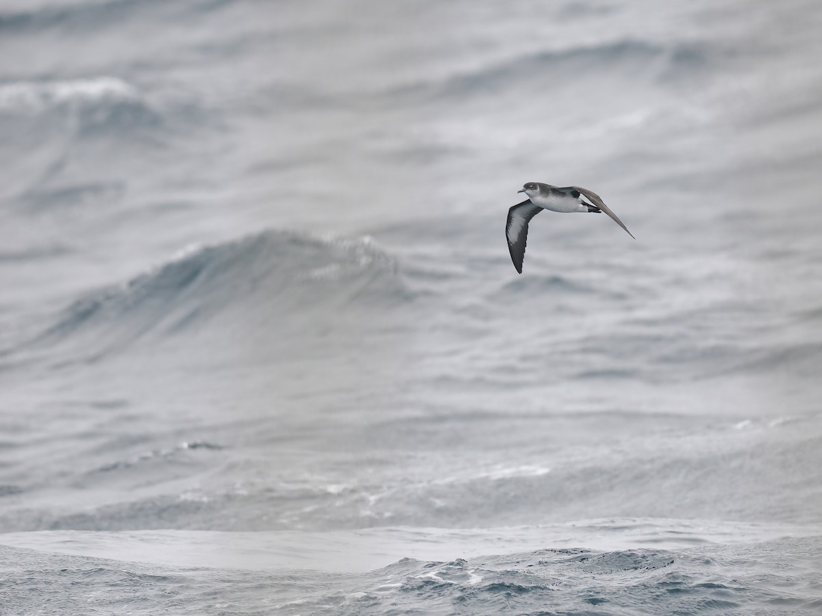 Atlantiksturmtaucher - ML642765946