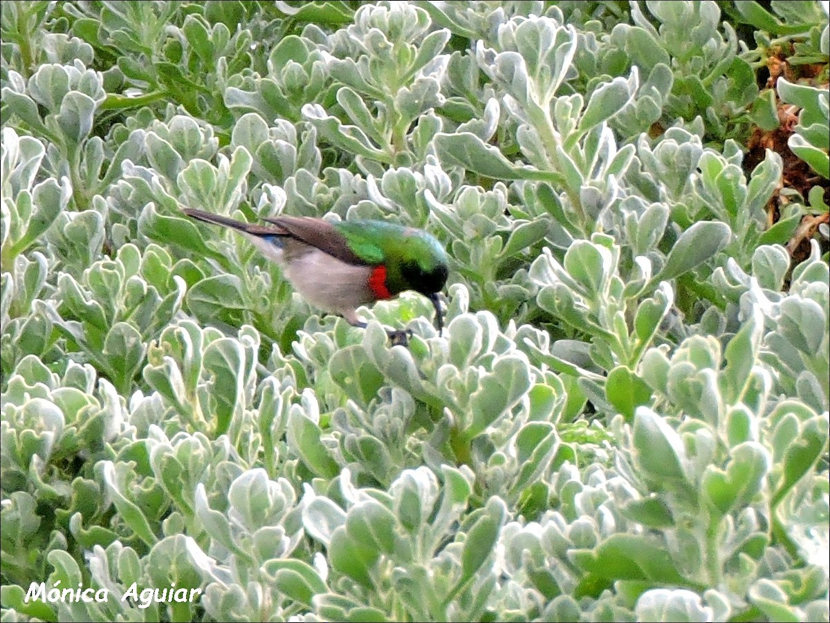 Southern Double-collared Sunbird - ML642765948