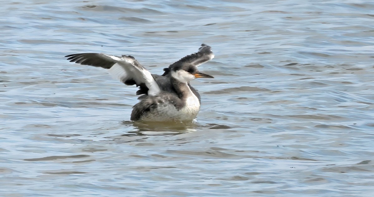Red-necked Grebe - ML642765965