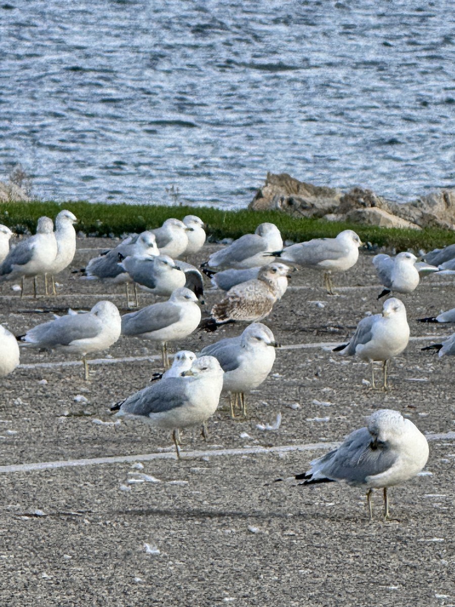Ring-billed Gull - ML642765967