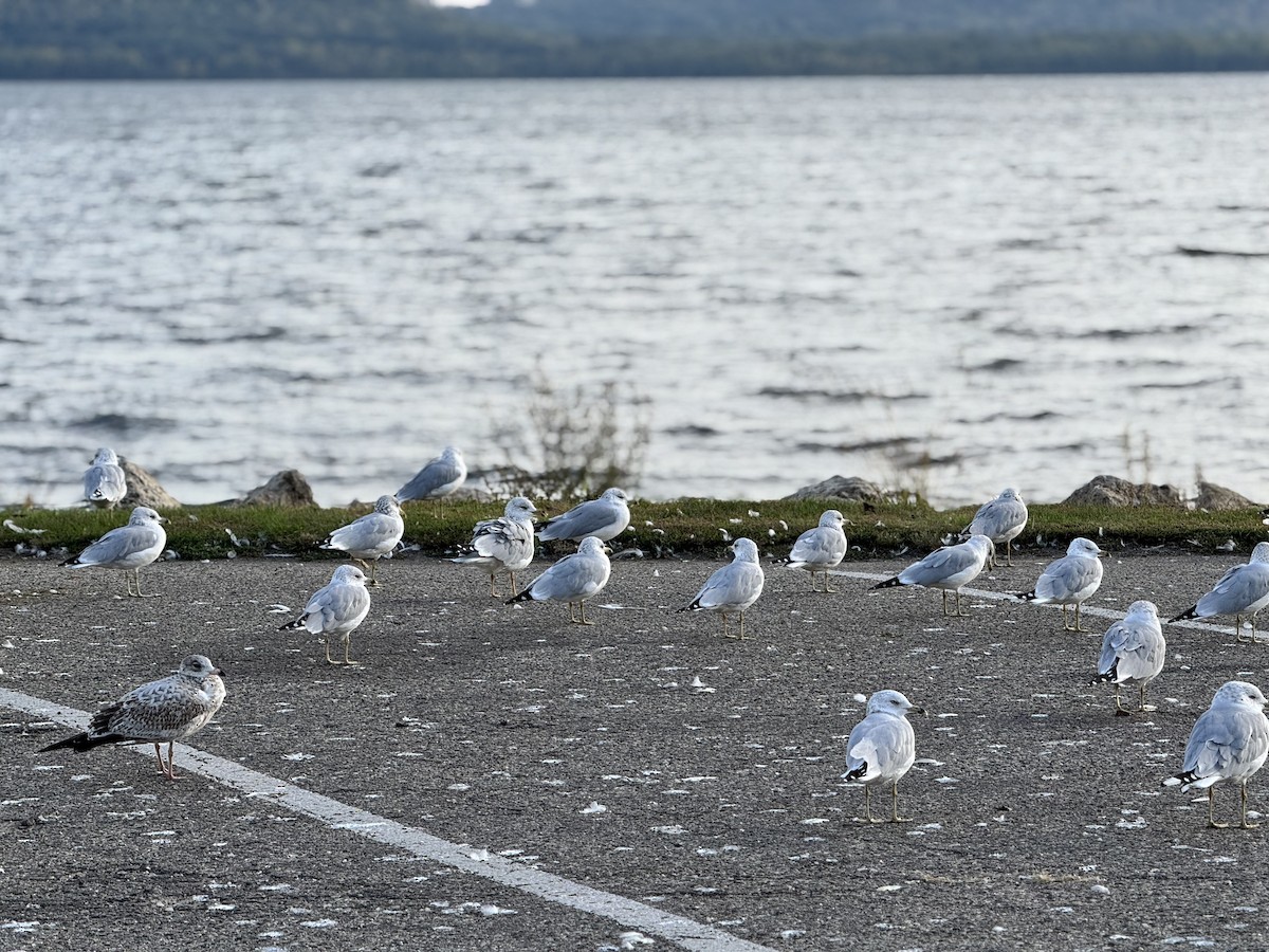 Ring-billed Gull - ML642765968