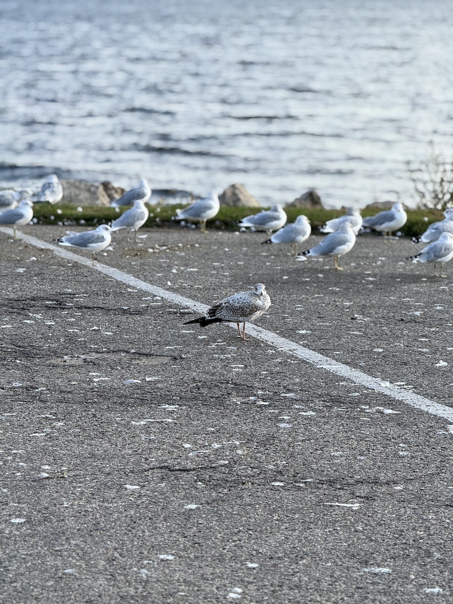 Ring-billed Gull - ML642765969