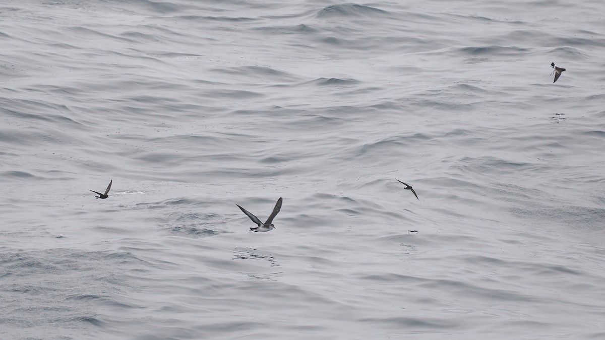 Atlantiksturmtaucher - ML642765970
