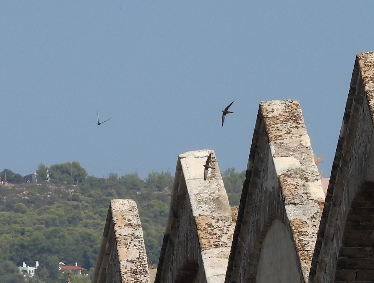 Pallid Swift - ML642765982