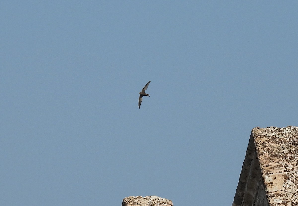 Pallid Swift - ML642765983