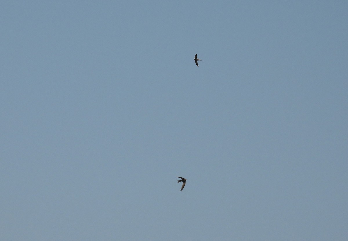 Pallid Swift - ML642765984