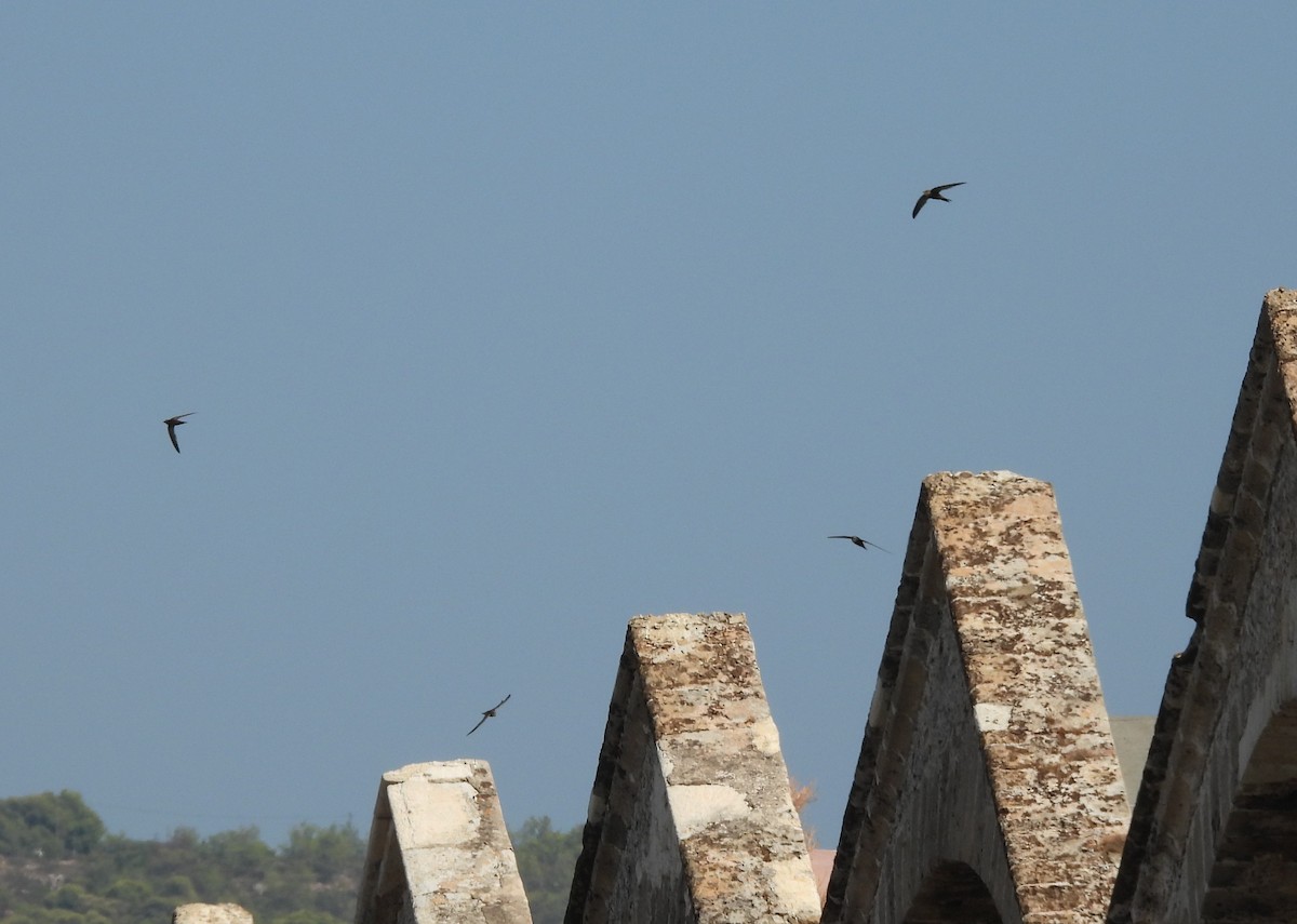 Pallid Swift - ML642765985