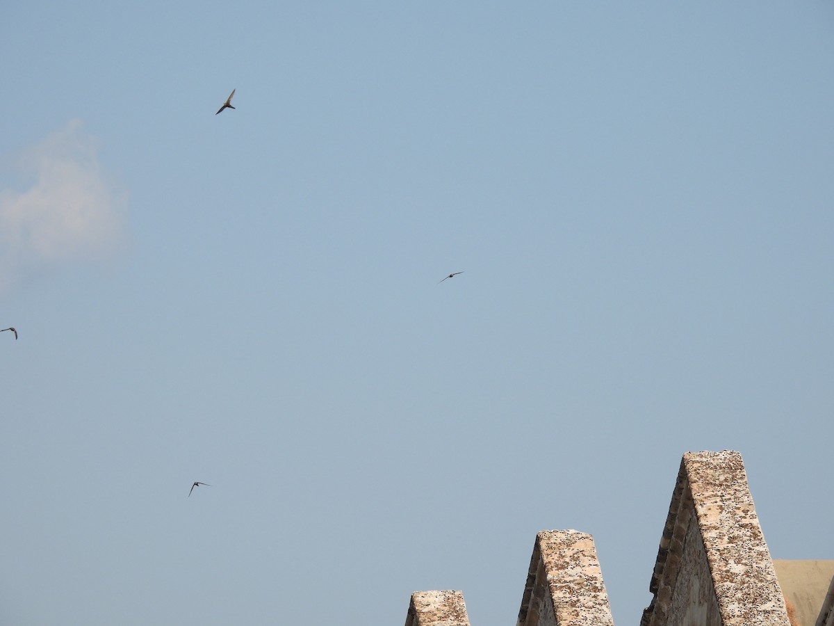 Pallid Swift - ML642765986