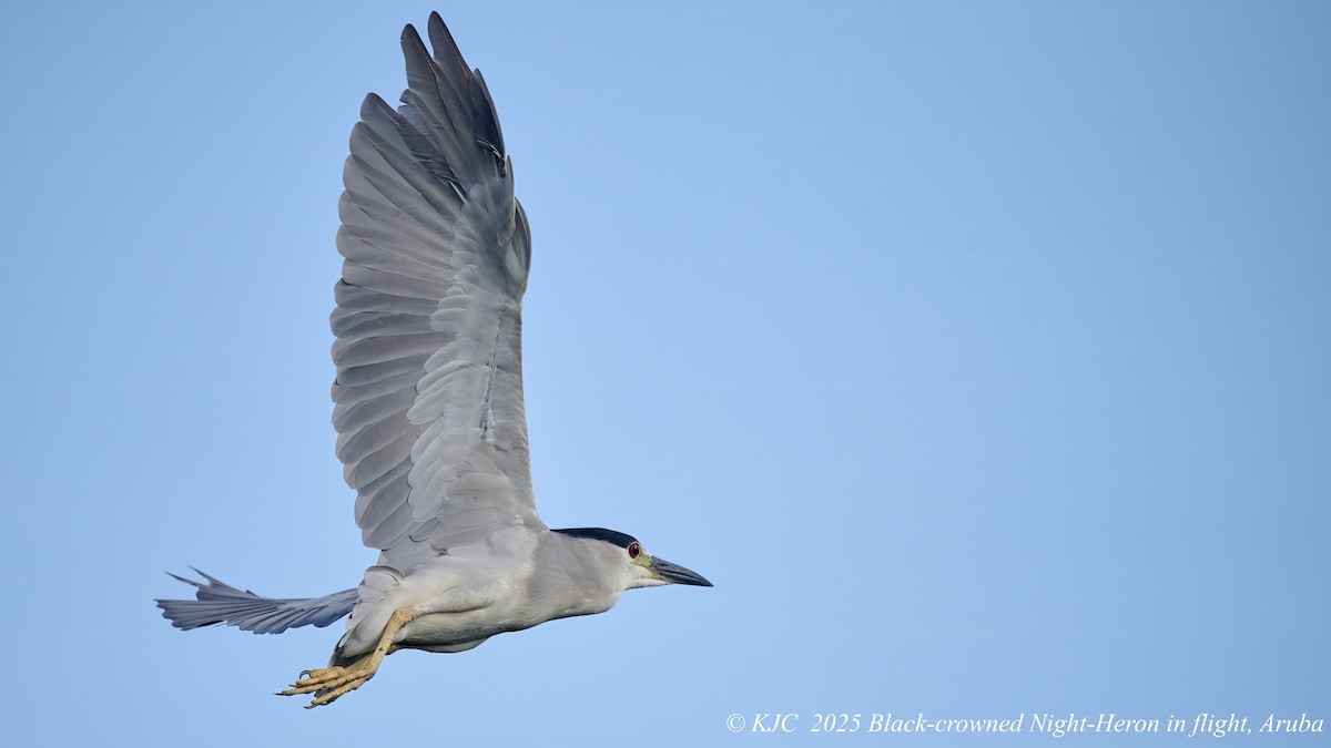 אנפת לילה - ML642766010