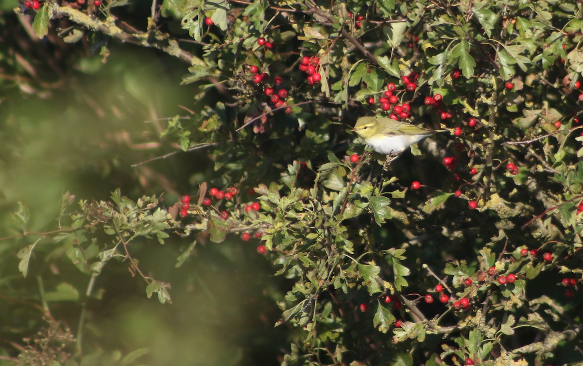 Mosquitero Silbador - ML642766011