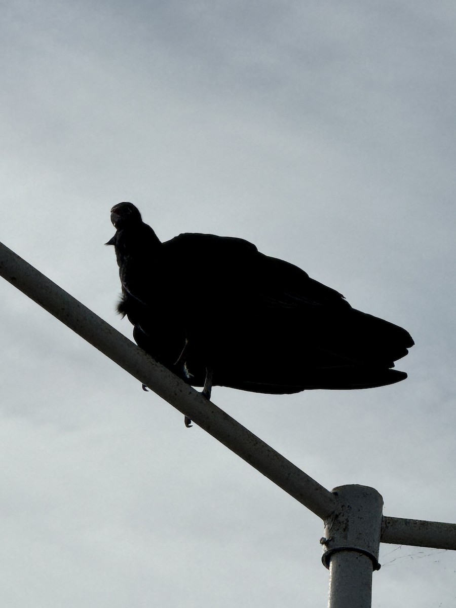 Turkey Vulture - ML642766017