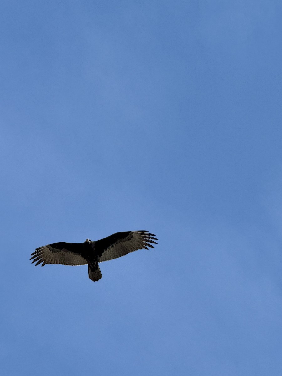 Turkey Vulture - ML642766018