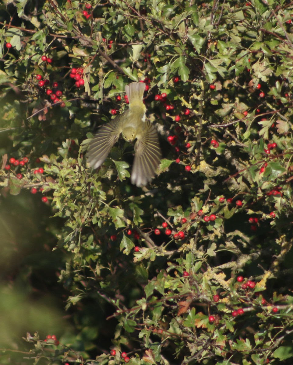 Mosquitero Silbador - ML642766022