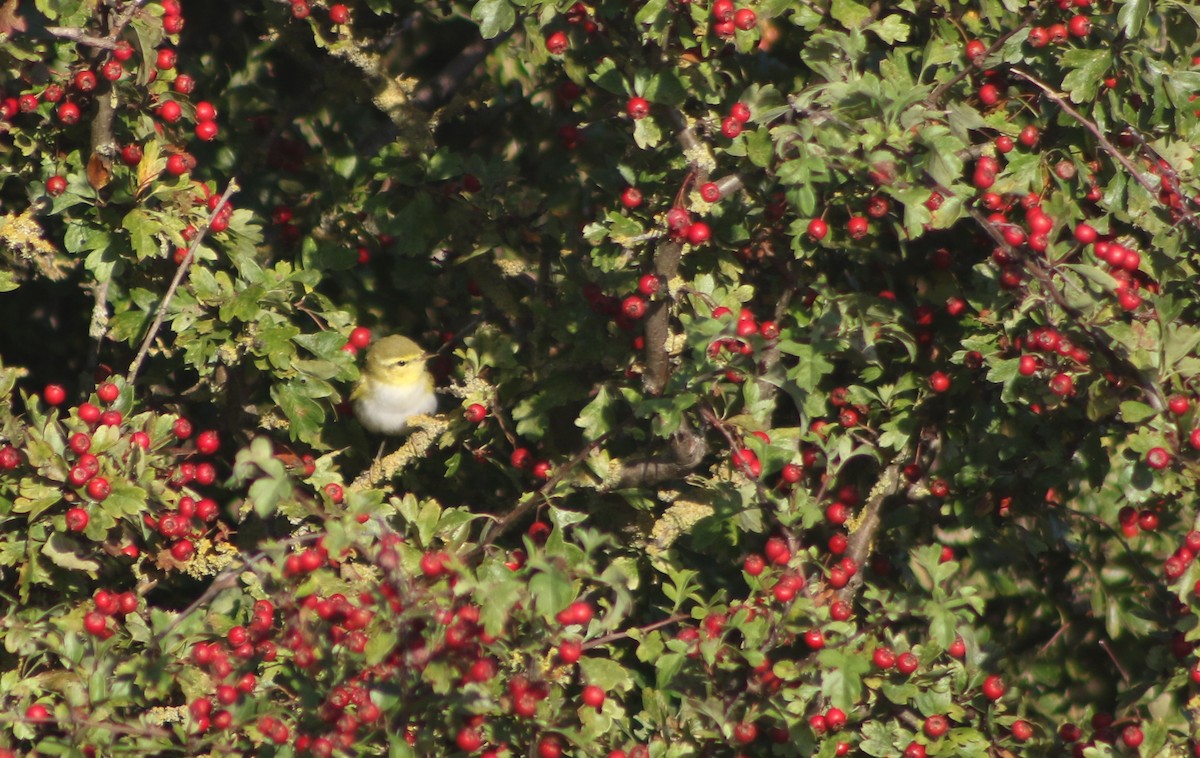 Mosquitero Silbador - ML642766023