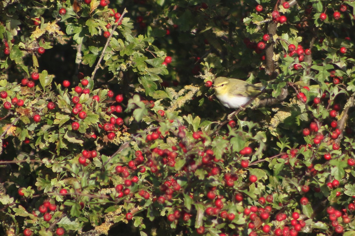 Mosquitero Silbador - ML642766025