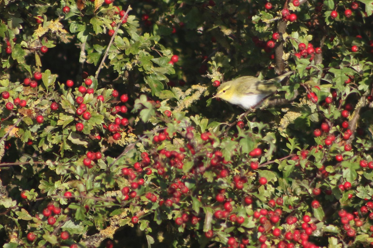 Mosquitero Silbador - ML642766026