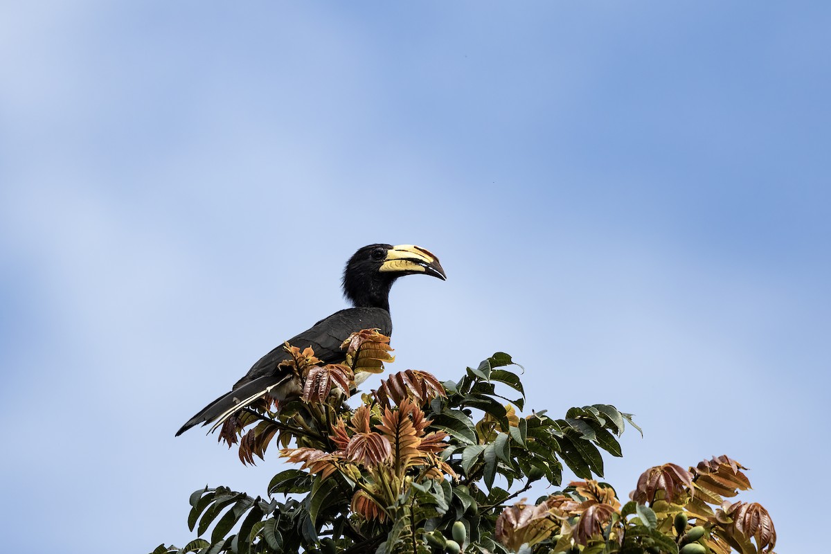 Congo Pied Hornbill - ML642766027