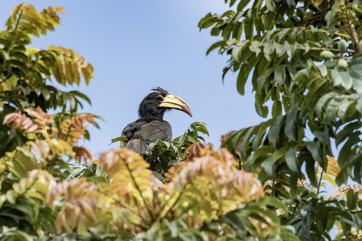 Congo Pied Hornbill - ML642766028