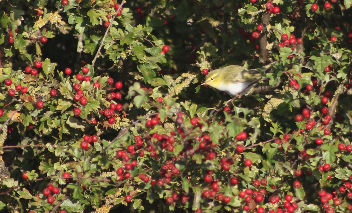 Mosquitero Silbador - ML642766032