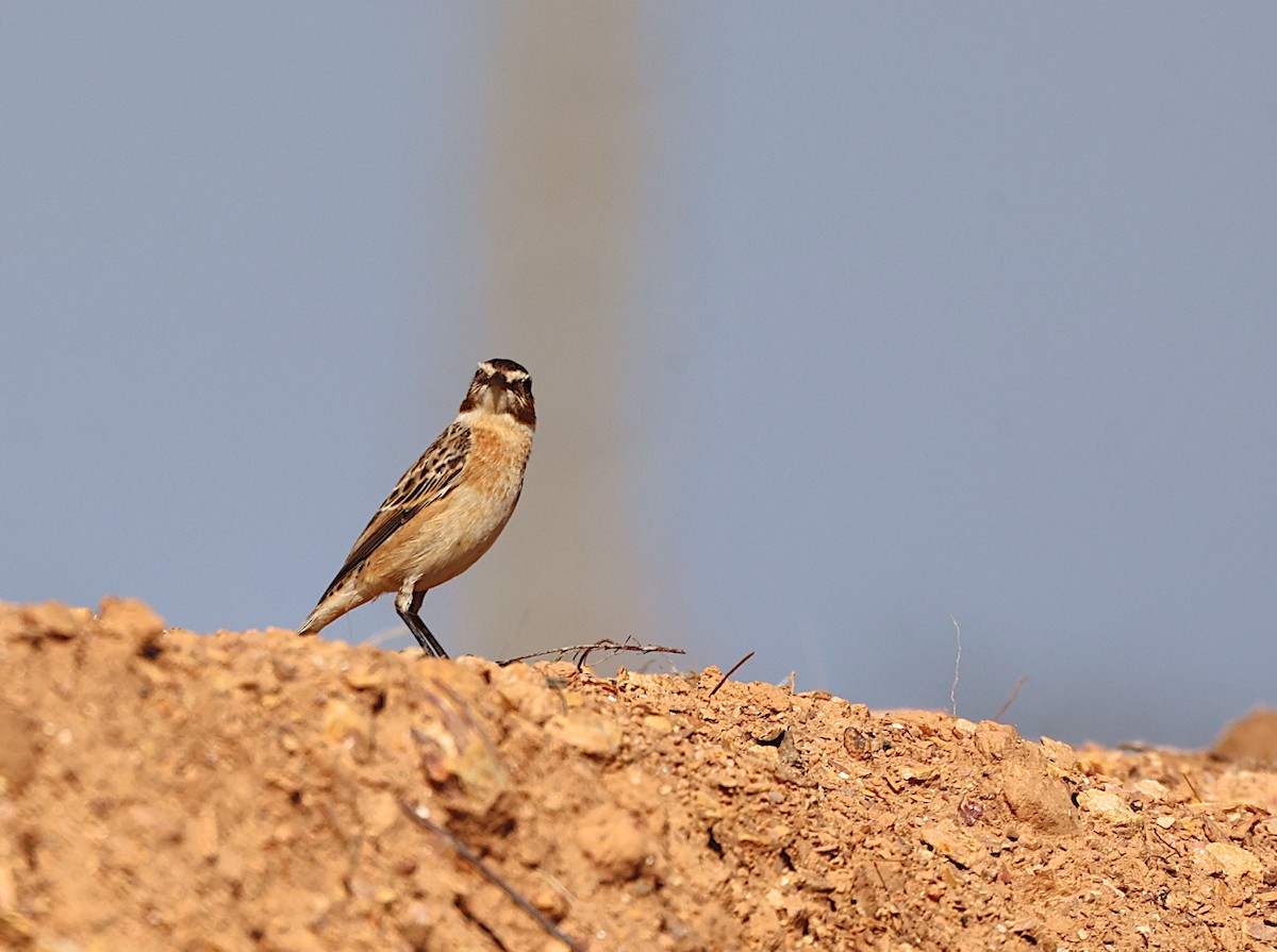 Whinchat - ML642766033