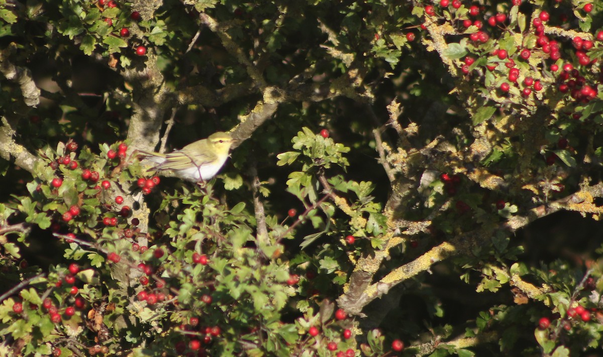 Mosquitero Silbador - ML642766035