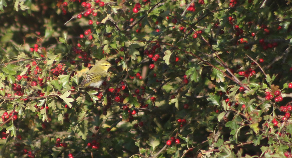 Mosquitero Silbador - ML642766038