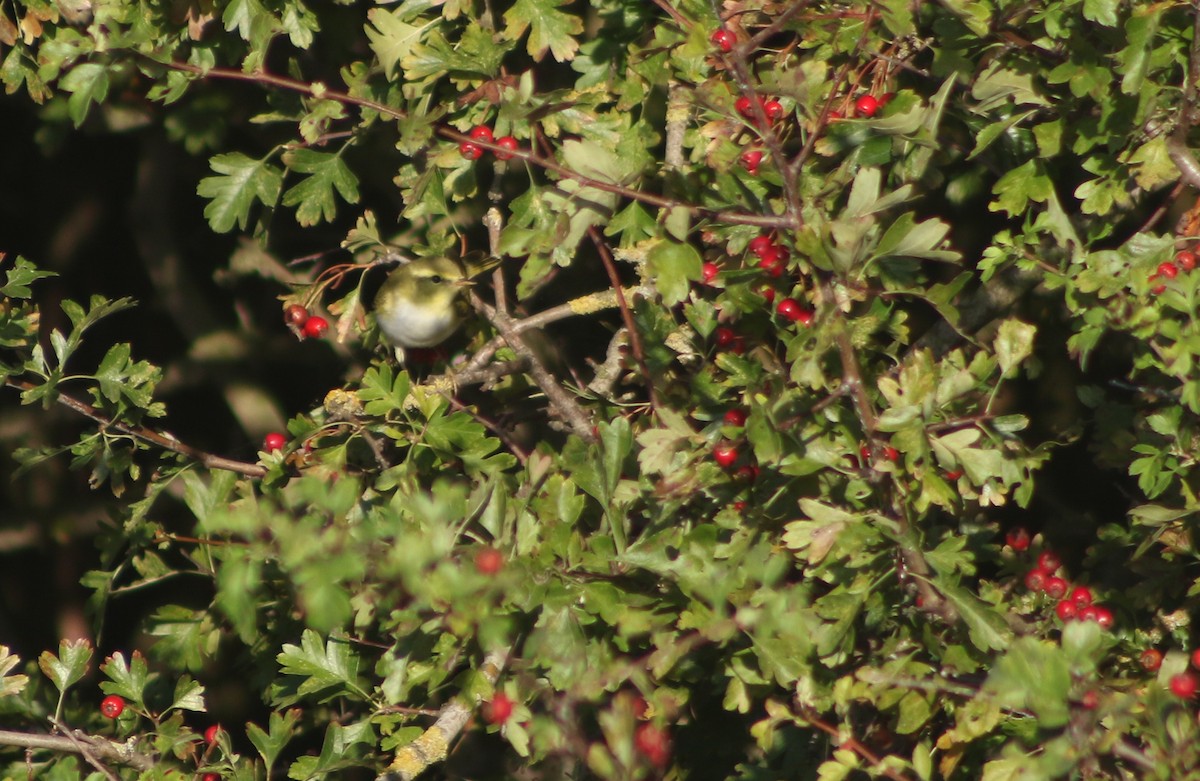 Mosquitero Silbador - ML642766039