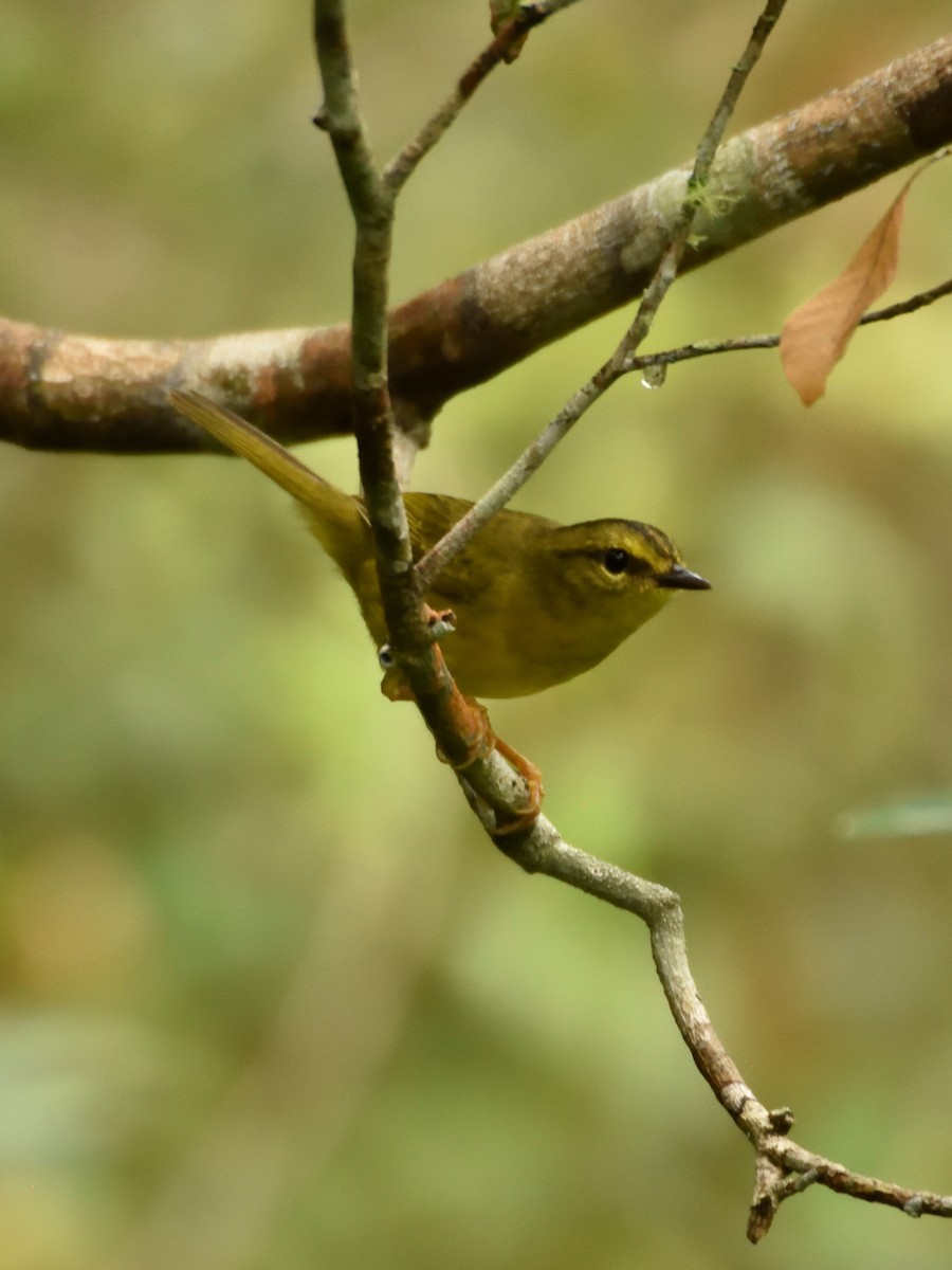 Two-banded Warbler - ML642766045
