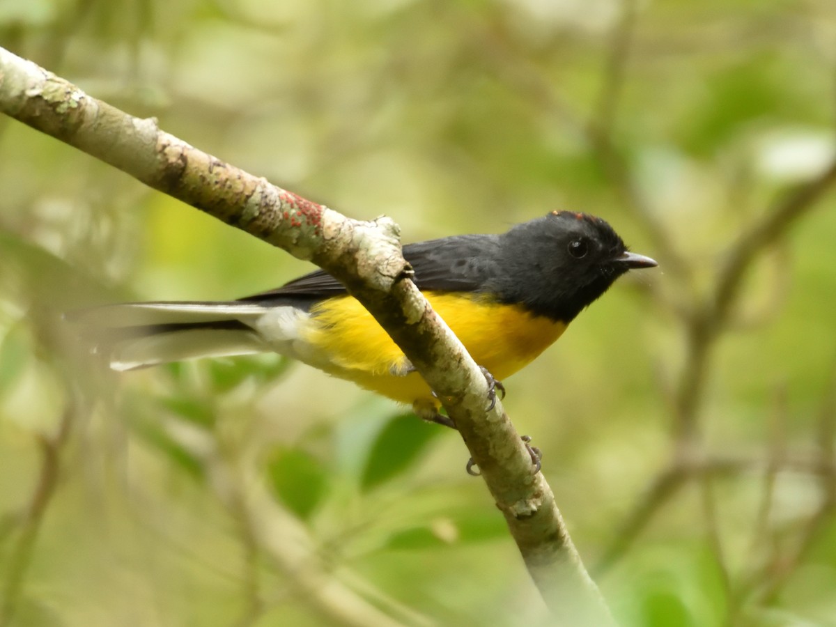 Slate-throated Redstart - ML642766050