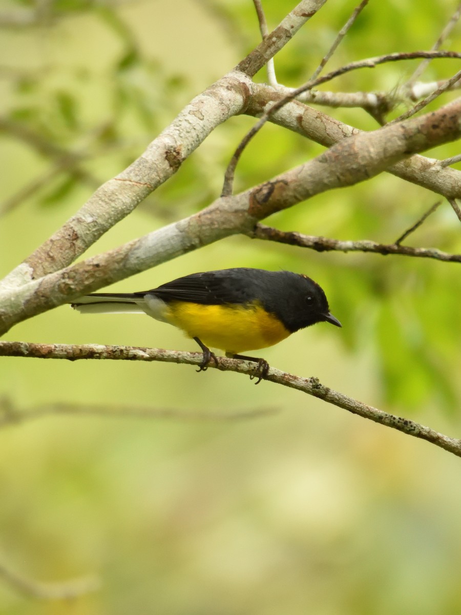 Slate-throated Redstart - ML642766051