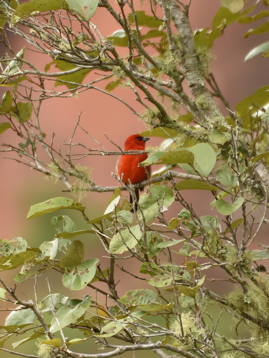White-winged Tanager - ML642766066