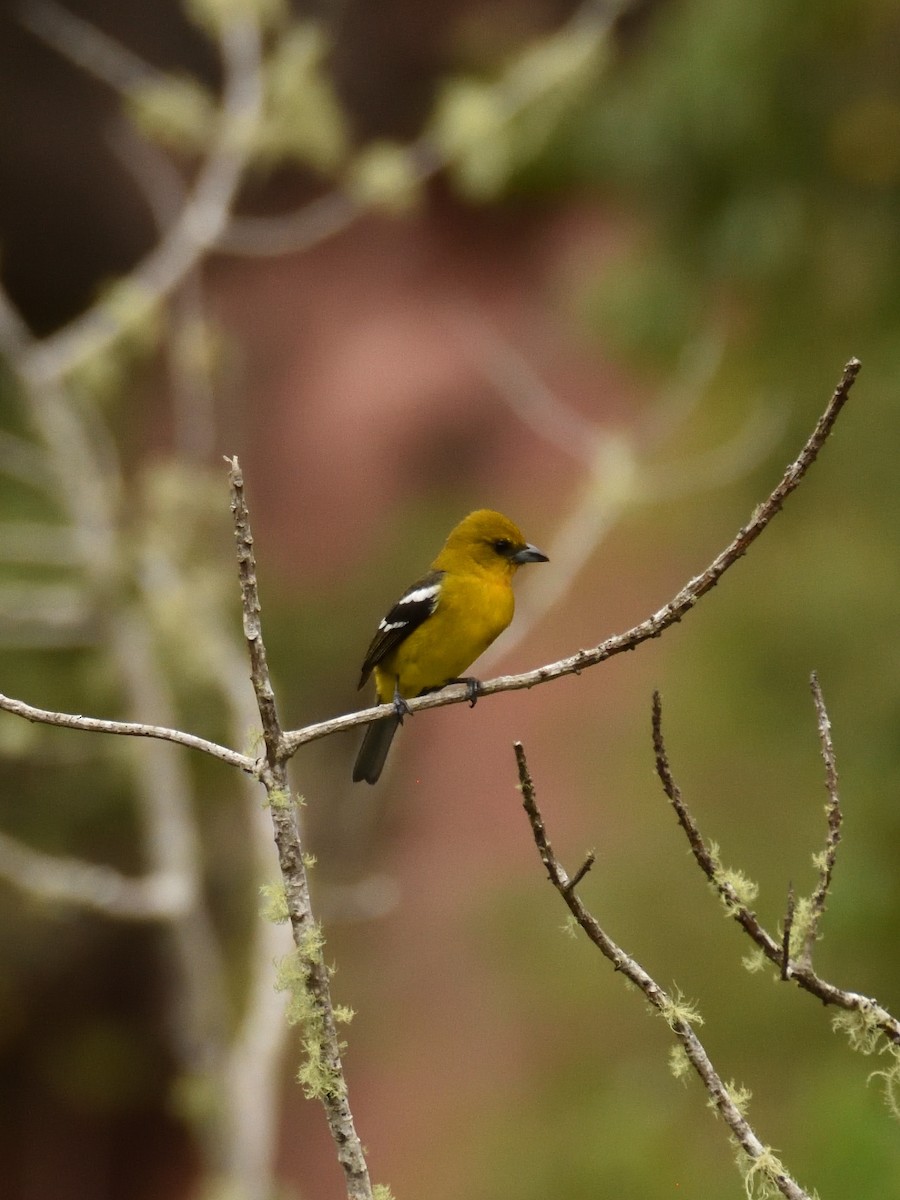 White-winged Tanager - ML642766067
