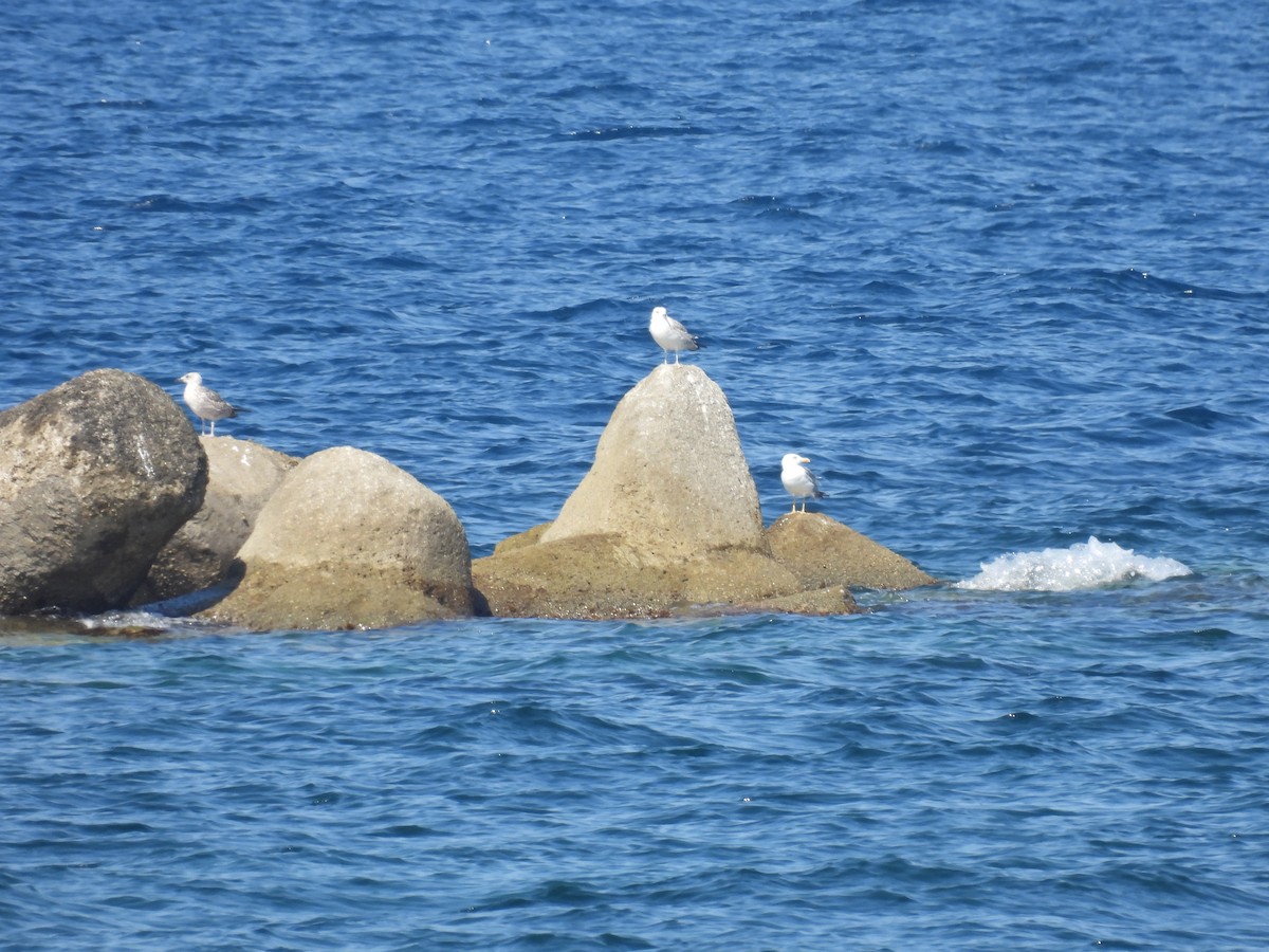Yellow-legged Gull - ML642766068