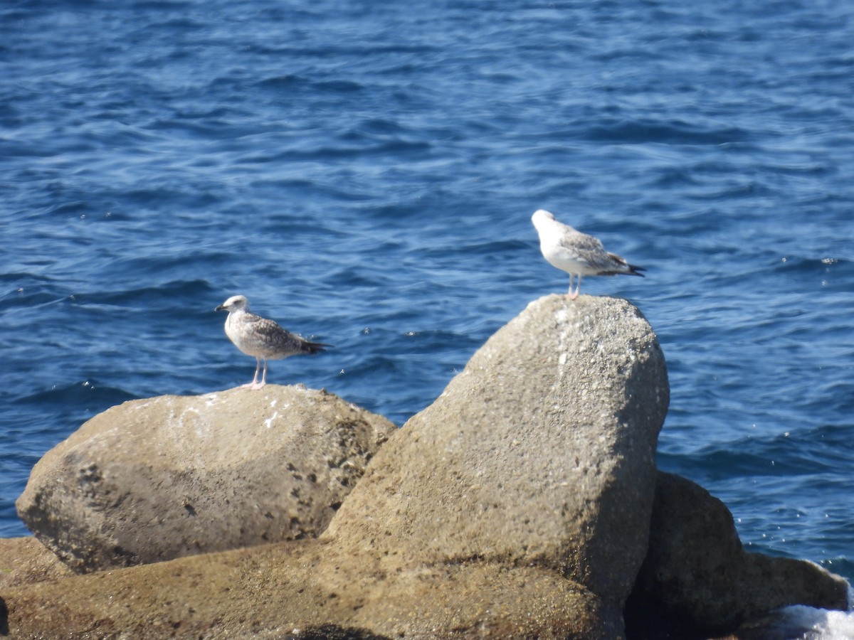 Yellow-legged Gull - ML642766069