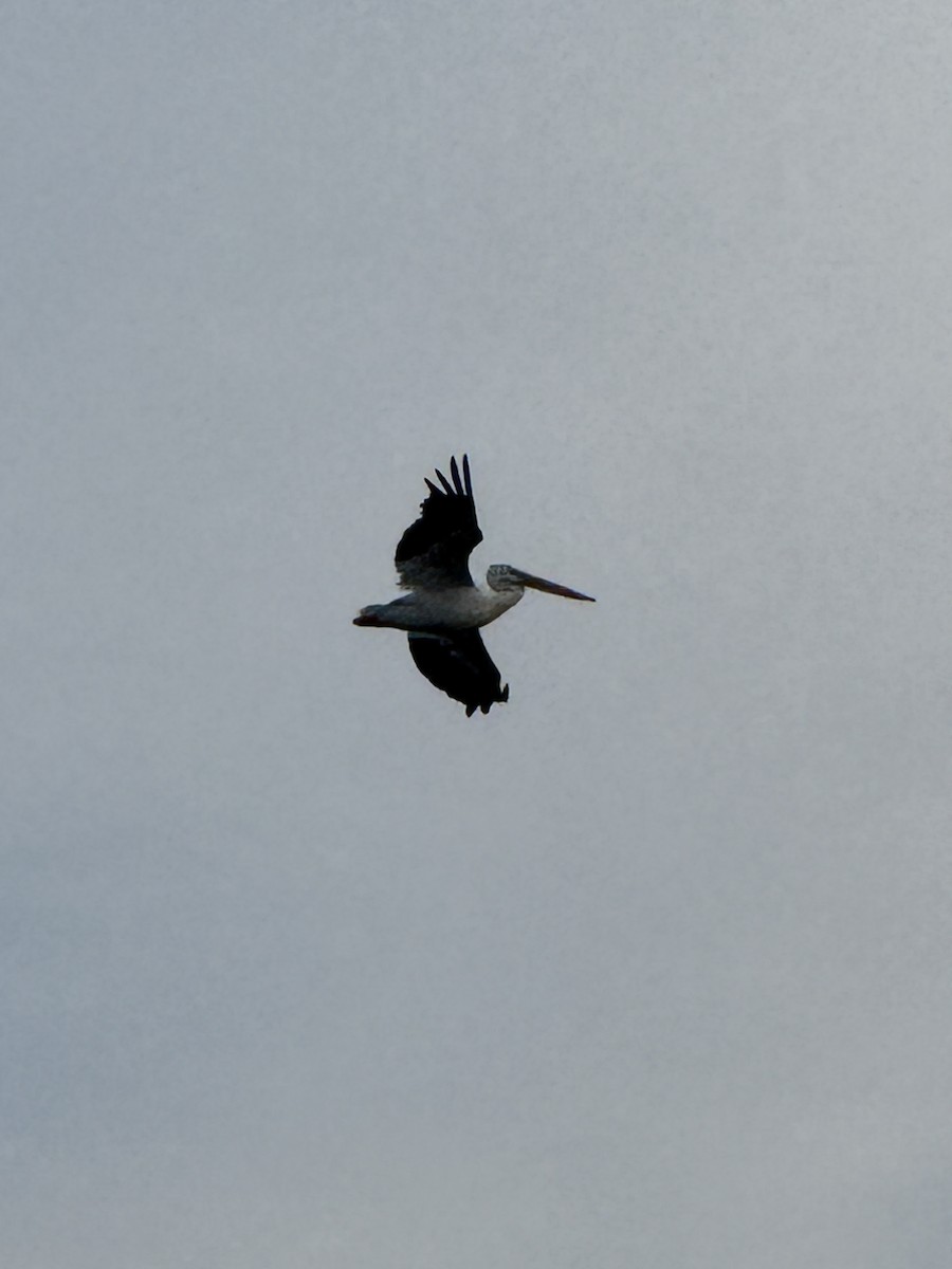 American White Pelican - ML642766074