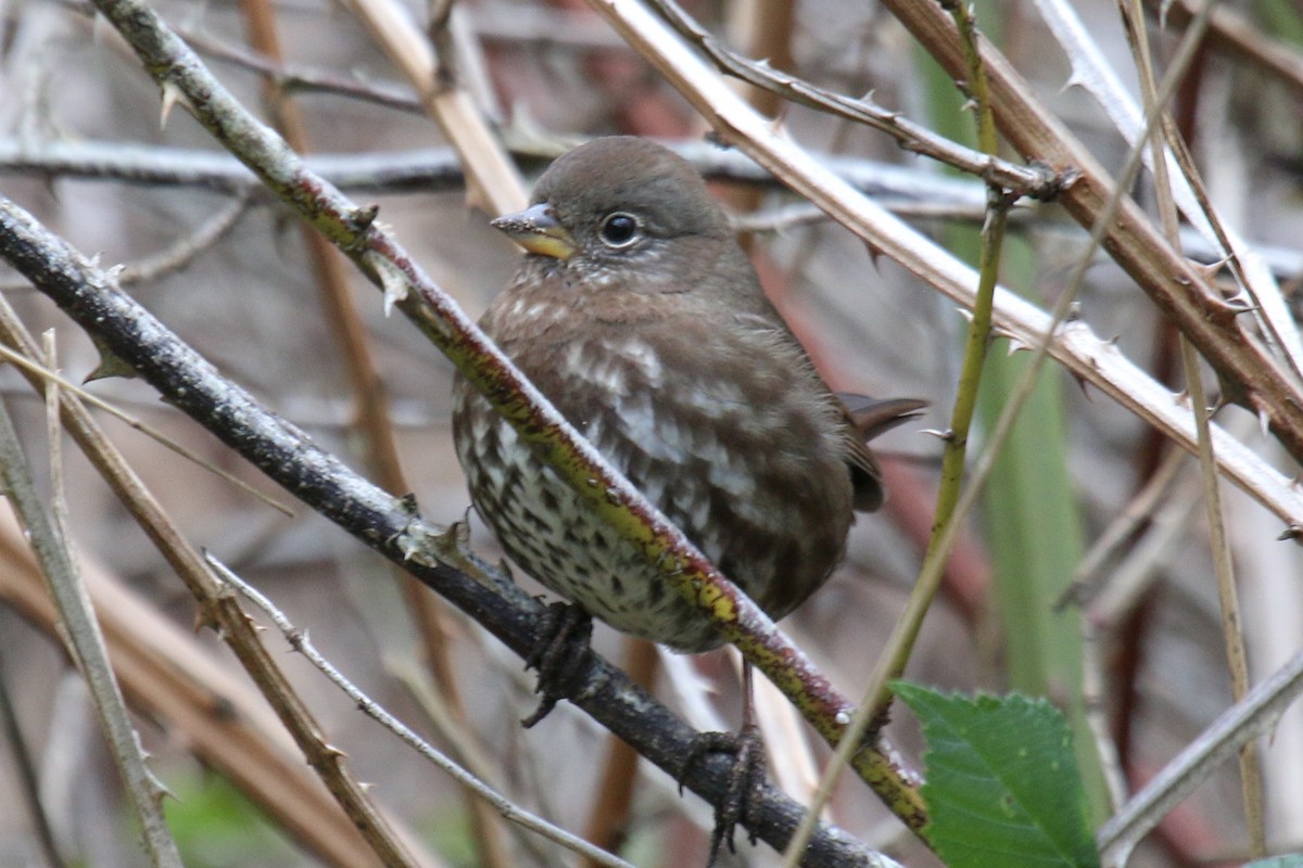 Fox Sparrow (Sooty) - ML642766076