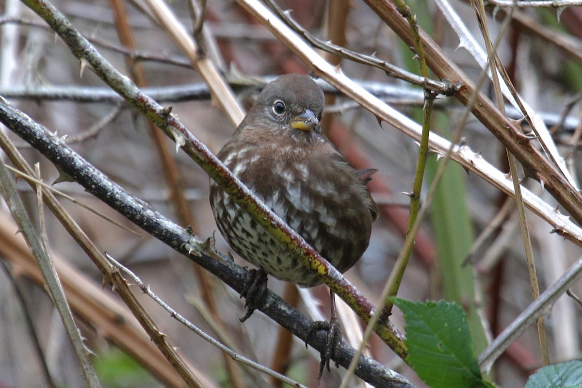 Fox Sparrow (Sooty) - ML642766077