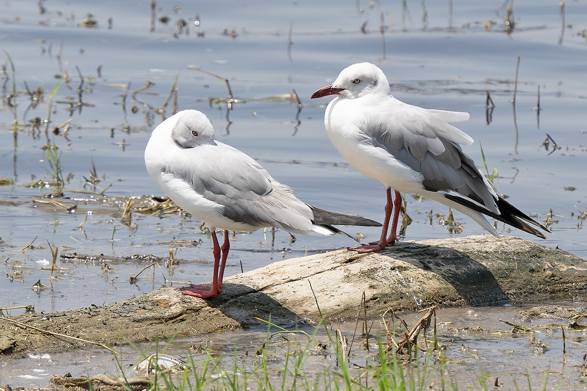 Gabbiano testagrigia - ML642766080