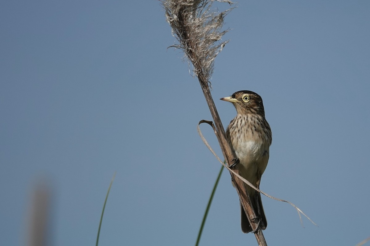 Spectacled Tyrant - ML642766081