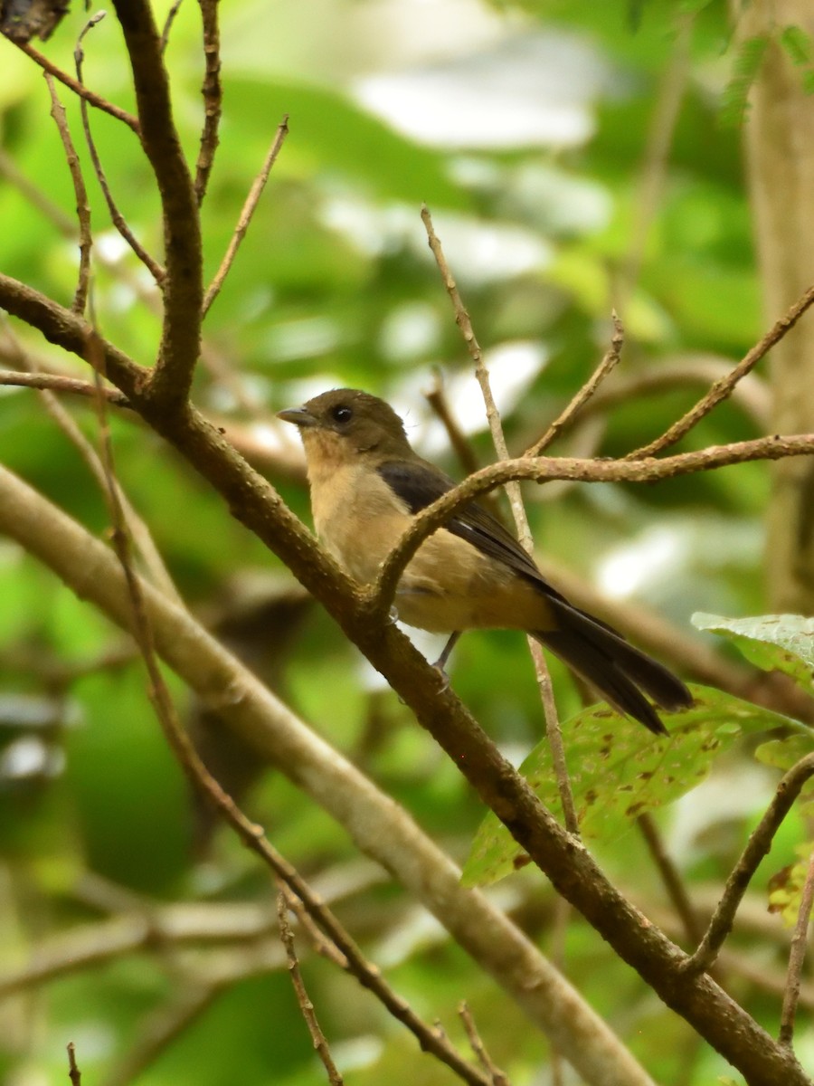 Black-goggled Tanager - ML642766082
