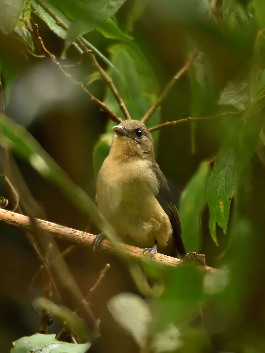 Black-goggled Tanager - ML642766084