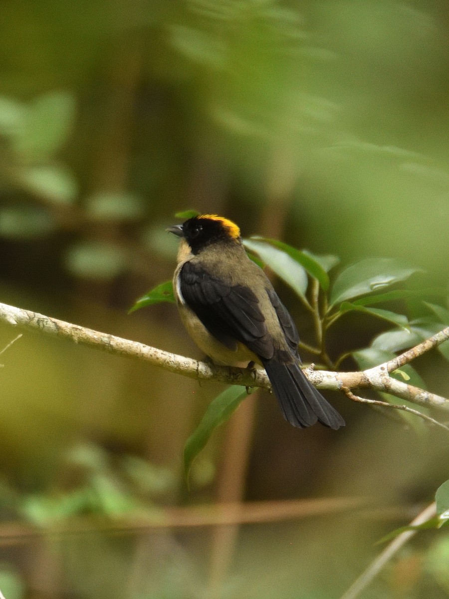 Black-goggled Tanager - ML642766085