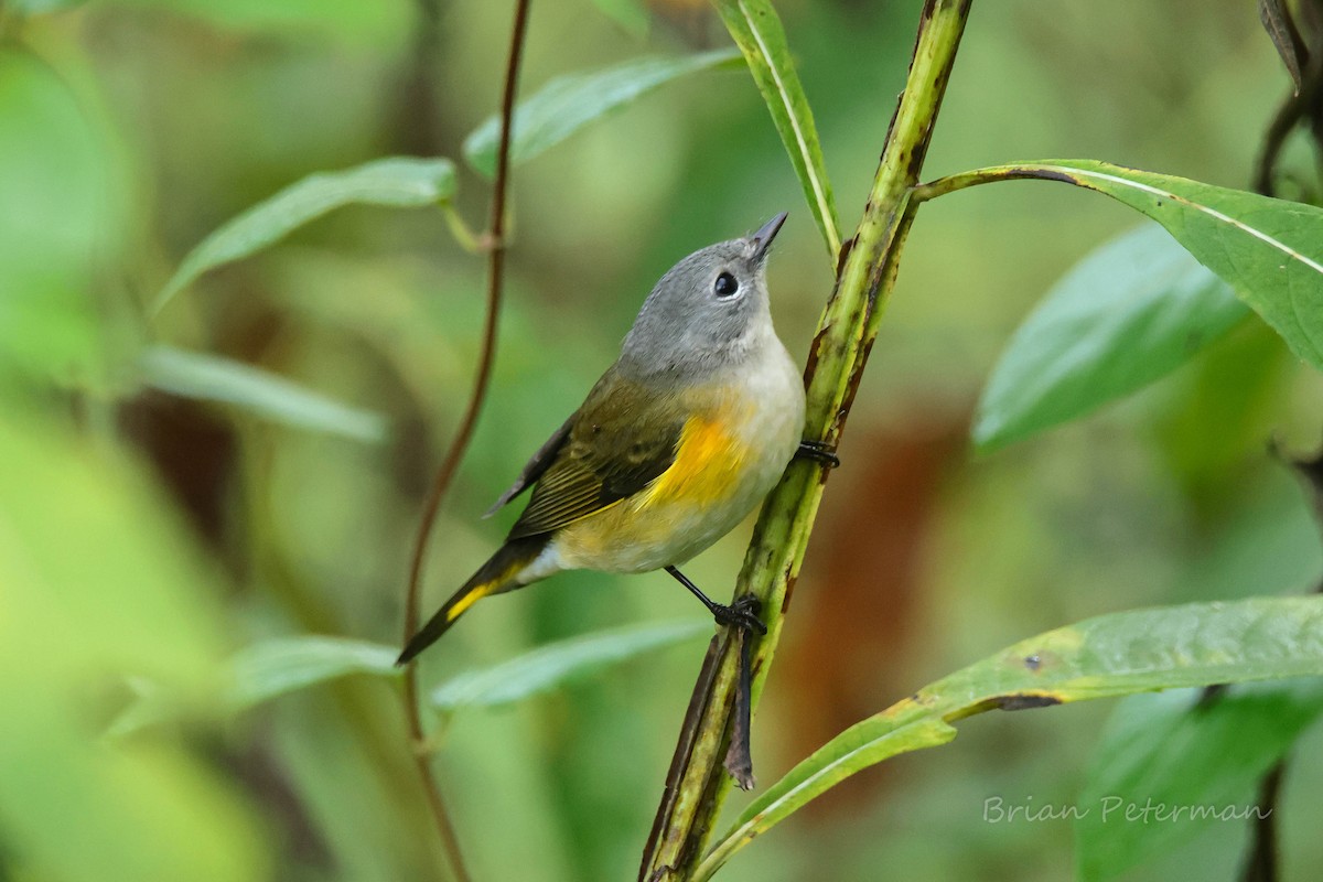 American Redstart - ML642766296
