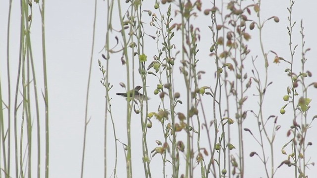 Broad-billed Hummingbird - ML642766297