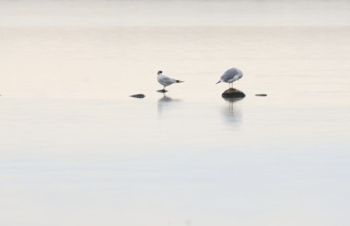 Caspian Tern - ML642766310