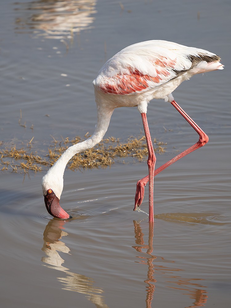 Lesser Flamingo - ML642766311